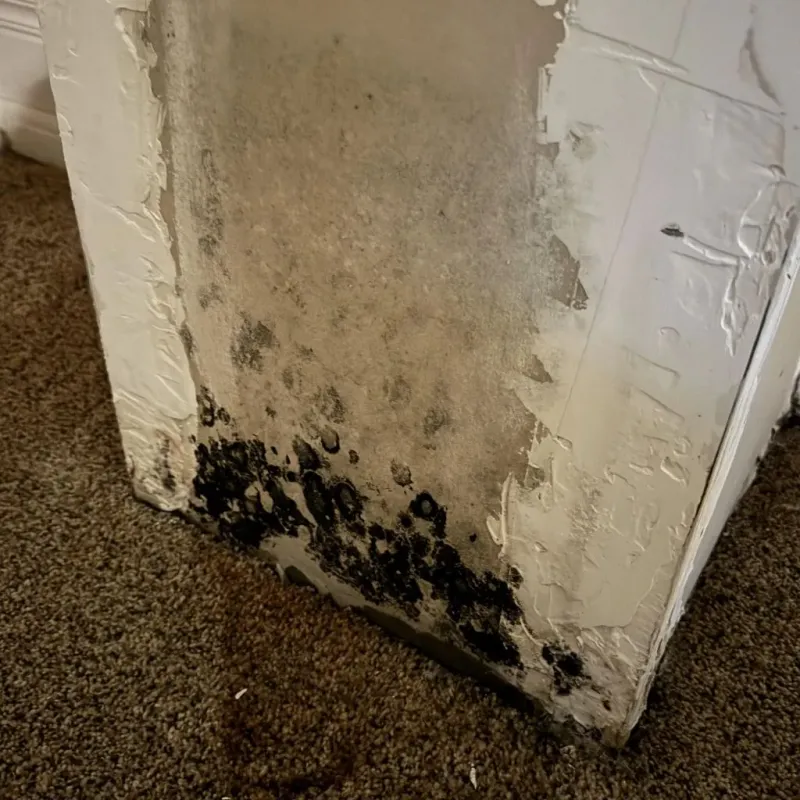 Professional Mold Removal in Bulverde, TX